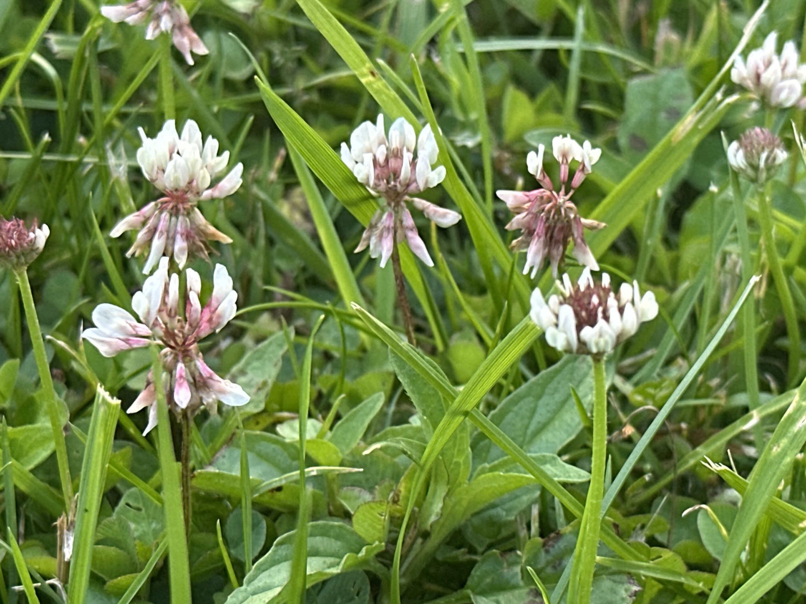 Clovers that are red and white-colored growing in the green grass.