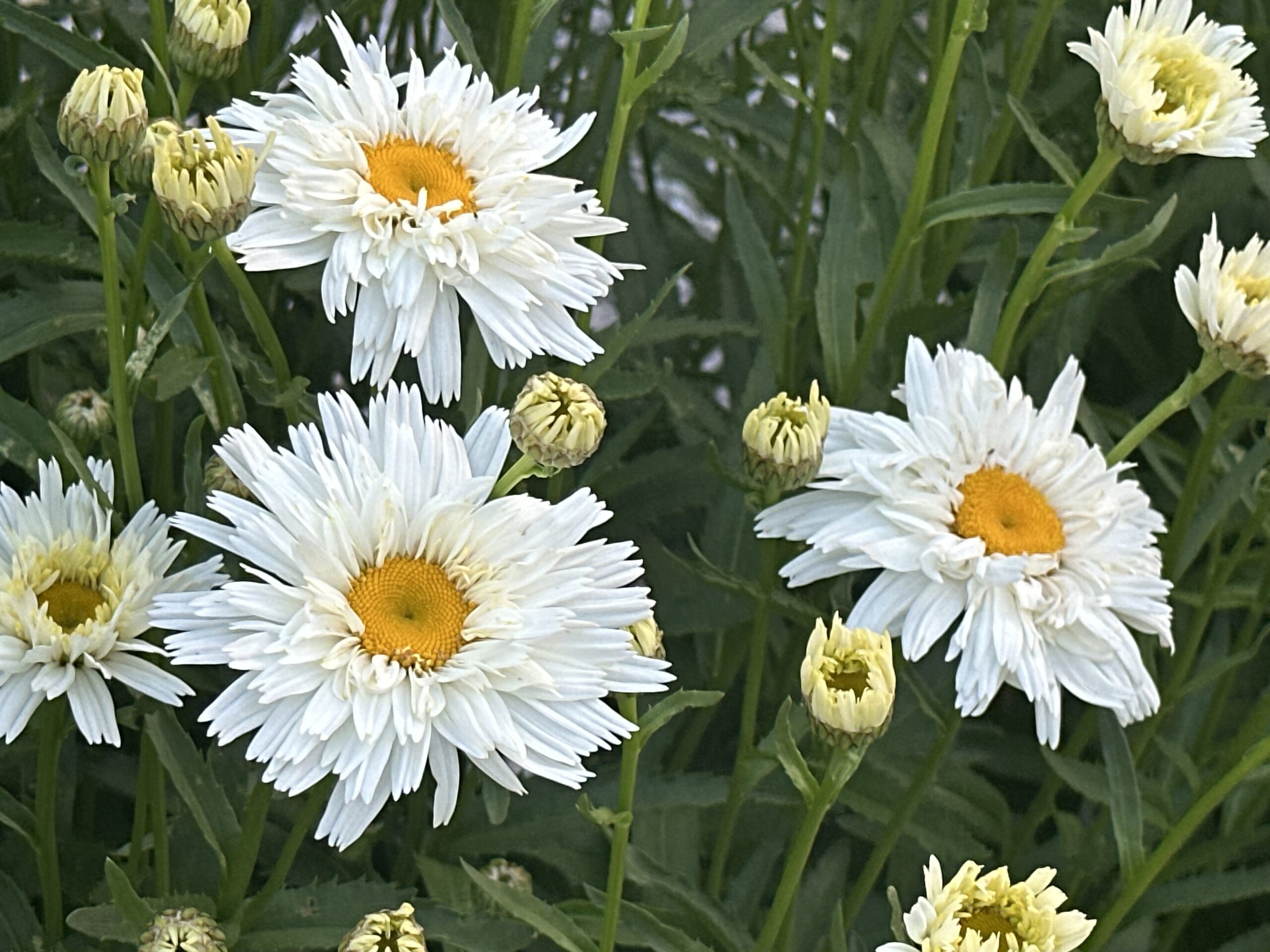 White daisies with yellow centers, white petals, and green stems and leaves.