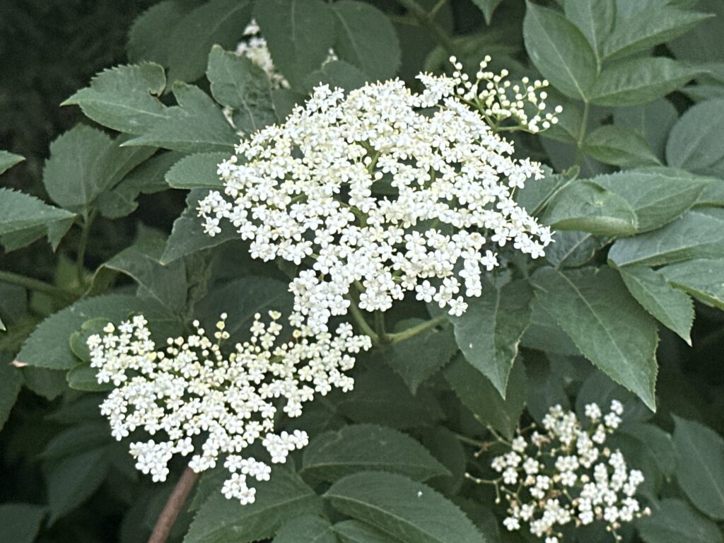 White flowers with darker green leaves.